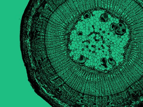 Microscope